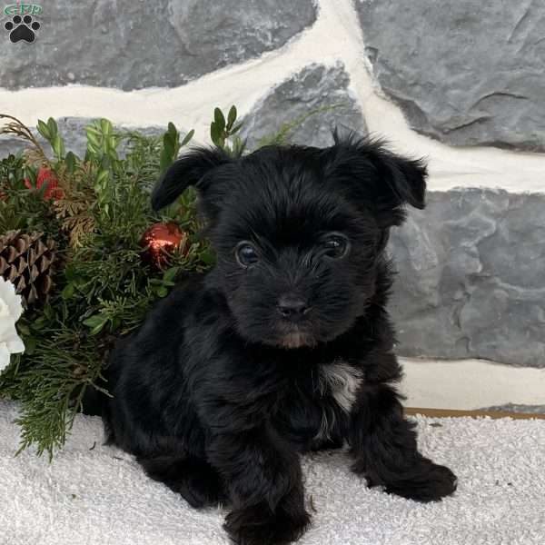 Josie, Yorkie Poo Puppy