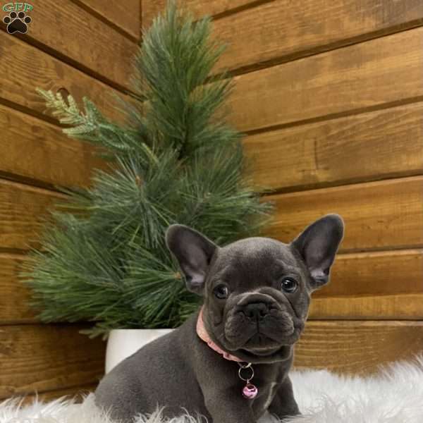 Twila, French Bulldog Puppy