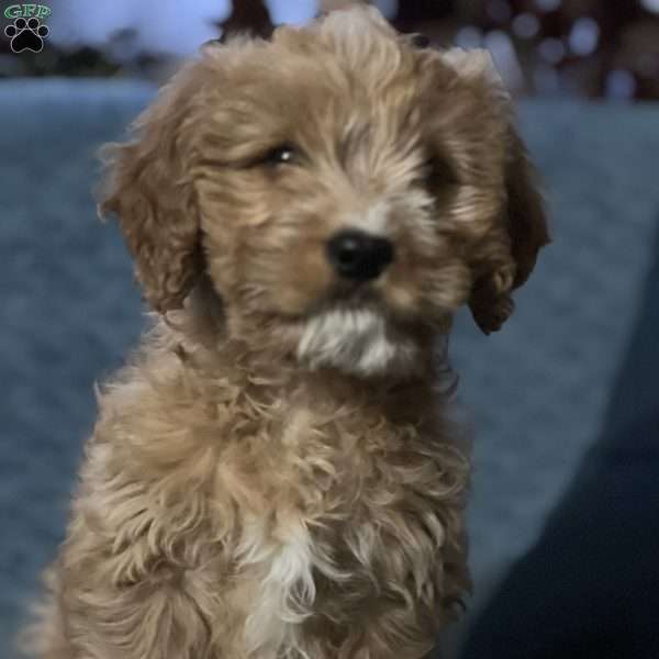 Carlo, Cavapoo Puppy