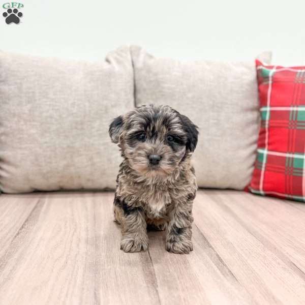 Rori, Mini Whoodle Puppy