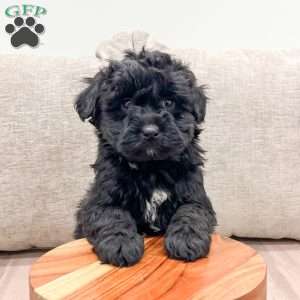 Jasper, Mini Whoodle Puppy