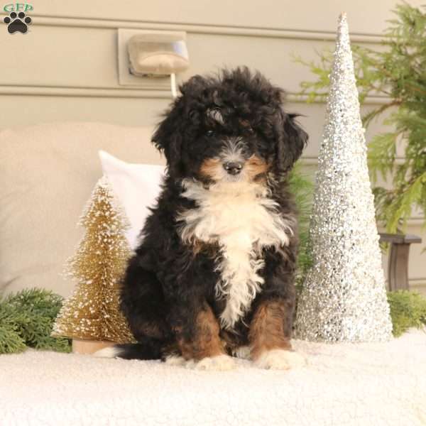 Bruno, Mini Bernedoodle Puppy