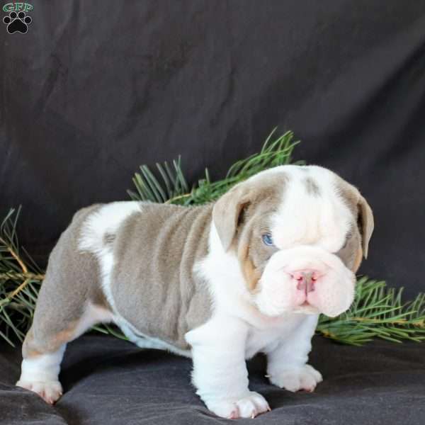 Levi, English Bulldog Puppy