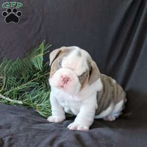 Levi, English Bulldog Puppy