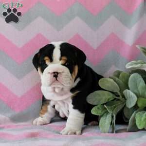 Lucy, English Bulldog Puppy