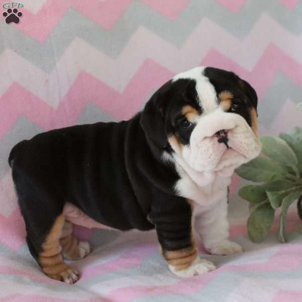 Lucy, English Bulldog Puppy