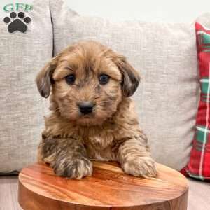 Arlo, Mini Whoodle Puppy