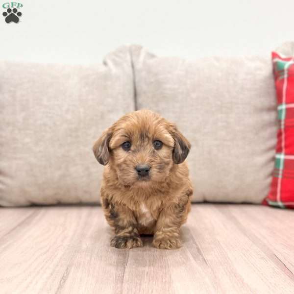 Arlo, Mini Whoodle Puppy