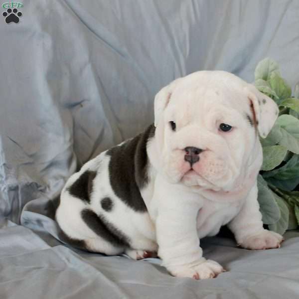 Luke, English Bulldog Puppy