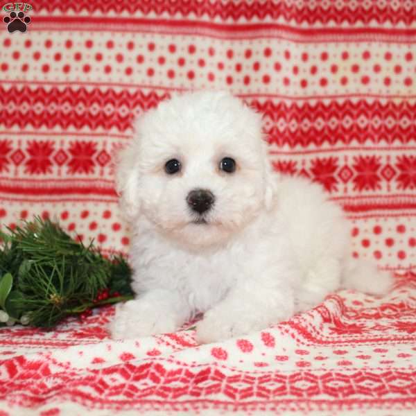 Fritos, Bichon Frise Puppy