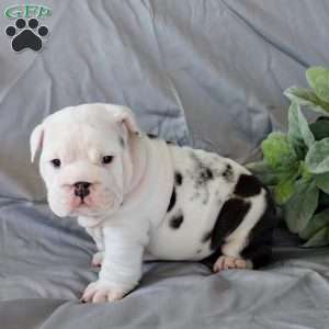 Luke, English Bulldog Puppy