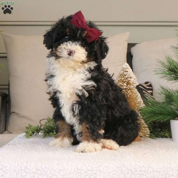 Bambi, Mini Bernedoodle Puppy