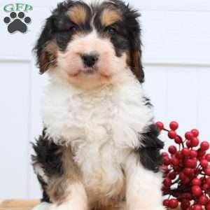 Ivy, Bernedoodle Puppy