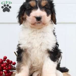 Ivy, Bernedoodle Puppy