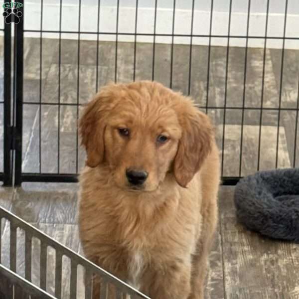 Kali, Golden Retriever Puppy