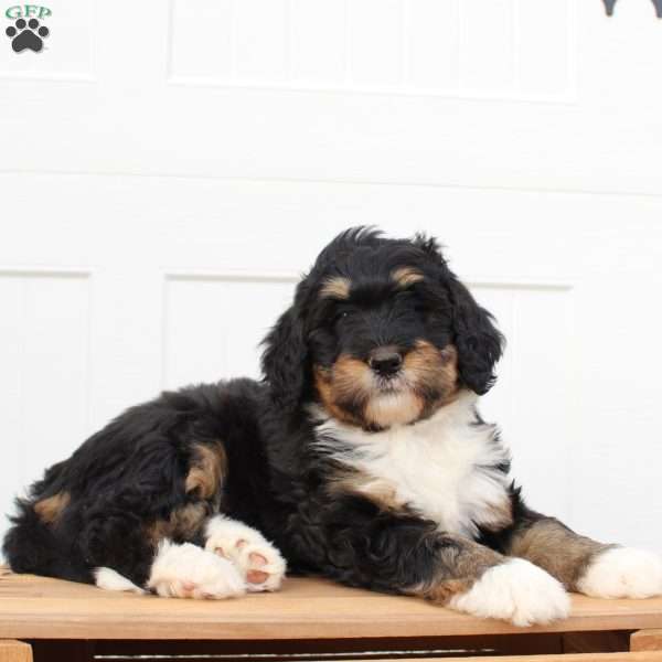 Jessica, Bernedoodle Puppy