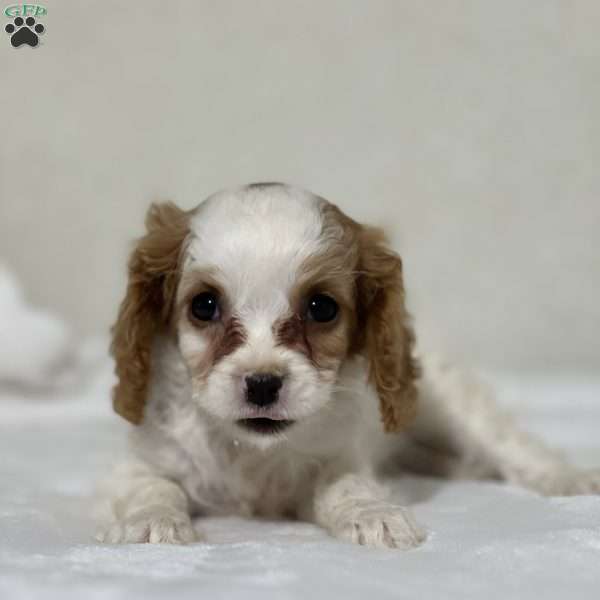 Pasha, Cavapoo Puppy