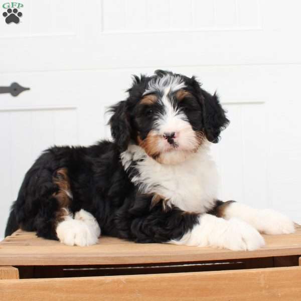 Jenny, Bernedoodle Puppy