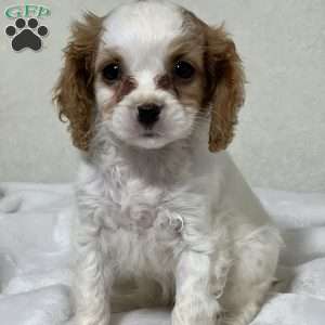 Pasha, Cavapoo Puppy