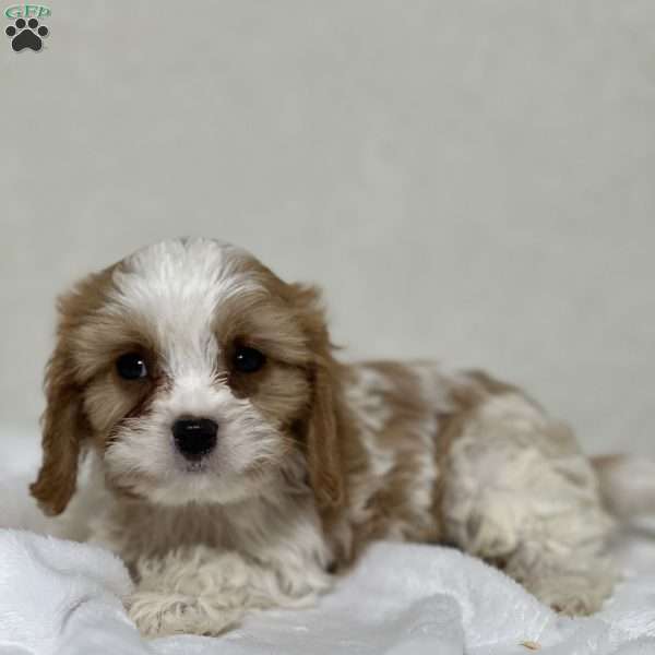 Paddy, Cavapoo Puppy