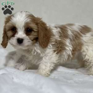 Paddy, Cavapoo Puppy