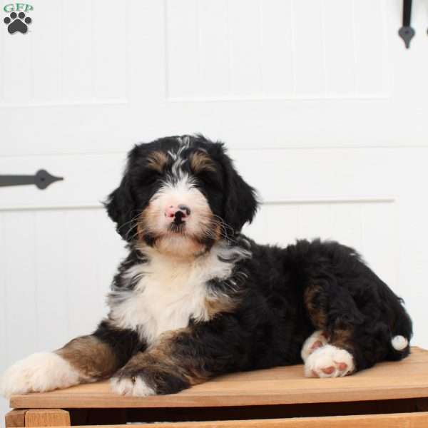 Jack, Bernedoodle Puppy