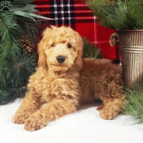 Bud, Mini Goldendoodle Puppy