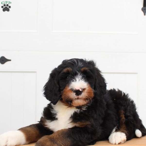 Jaxon, Bernedoodle Puppy