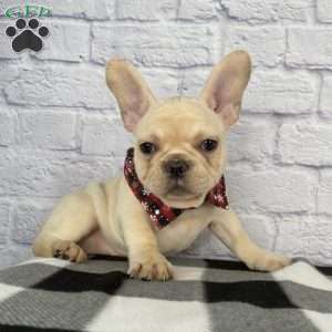 Izzy, French Bulldog Puppy