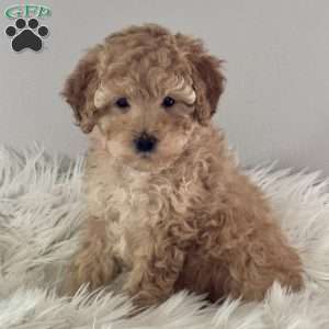 Tootsie, Miniature Poodle Puppy