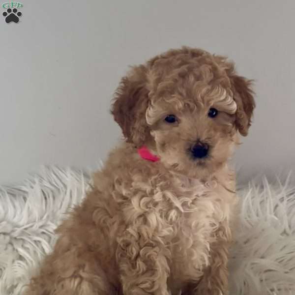 Tootsie, Miniature Poodle Puppy