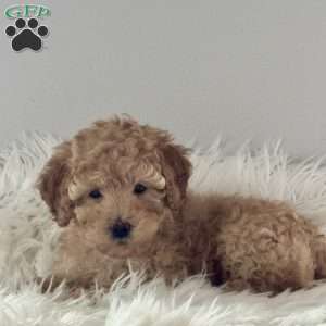 Tootsie, Miniature Poodle Puppy