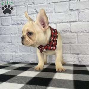 Izzy, French Bulldog Puppy