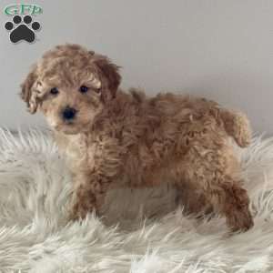 Tootsie, Miniature Poodle Puppy