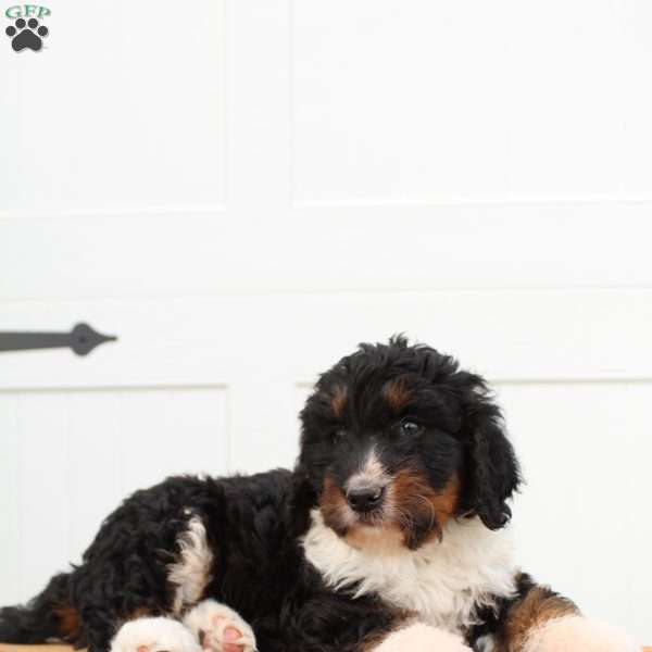 Isaiah, Bernedoodle Puppy