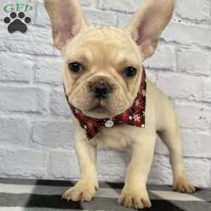 Izzy, French Bulldog Puppy