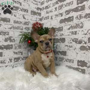 Colter, French Bulldog Puppy