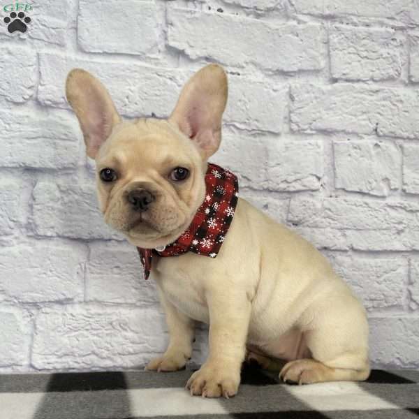 Izzy, French Bulldog Puppy