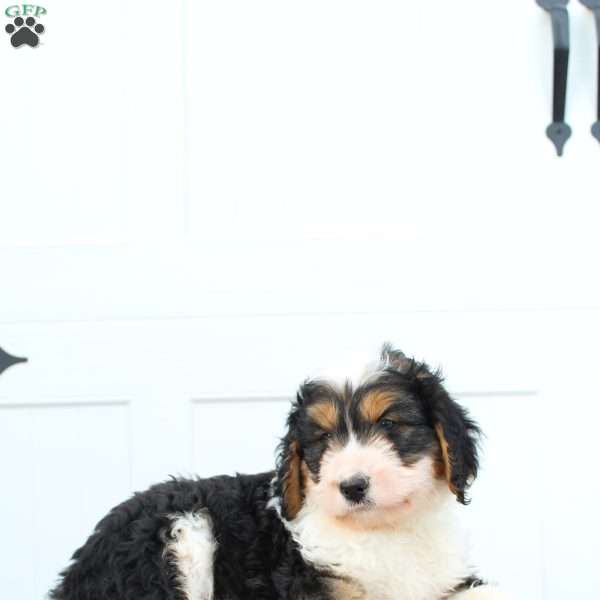 Ivy, Bernedoodle Puppy