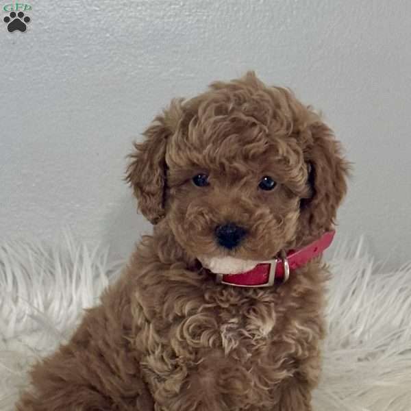 Tinkerbell, Miniature Poodle Puppy