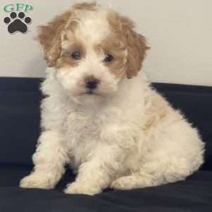 Tessa, Miniature Poodle Puppy