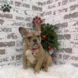 Colter, French Bulldog Puppy