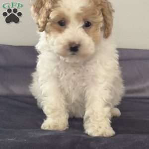 Tessa, Miniature Poodle Puppy