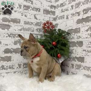 Colter, French Bulldog Puppy