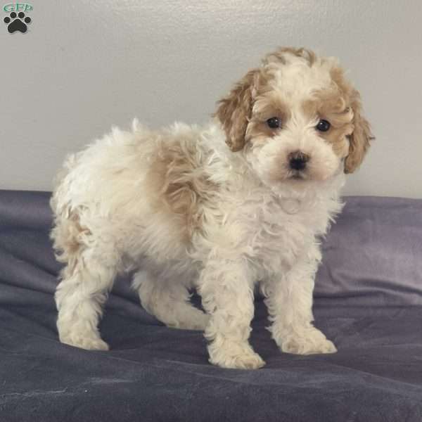 Tessa, Miniature Poodle Puppy