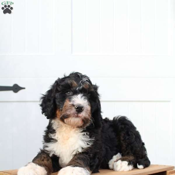 Ian, Bernedoodle Puppy