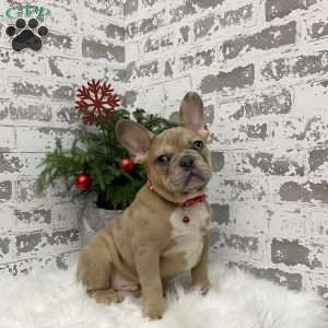 Colter, French Bulldog Puppy