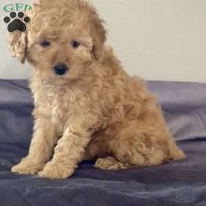 Trixie, Miniature Poodle Puppy