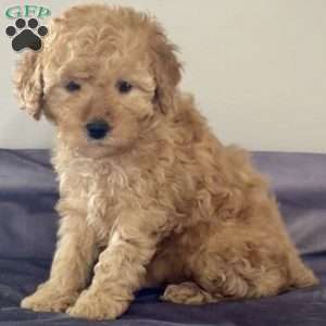 Trixie, Miniature Poodle Puppy