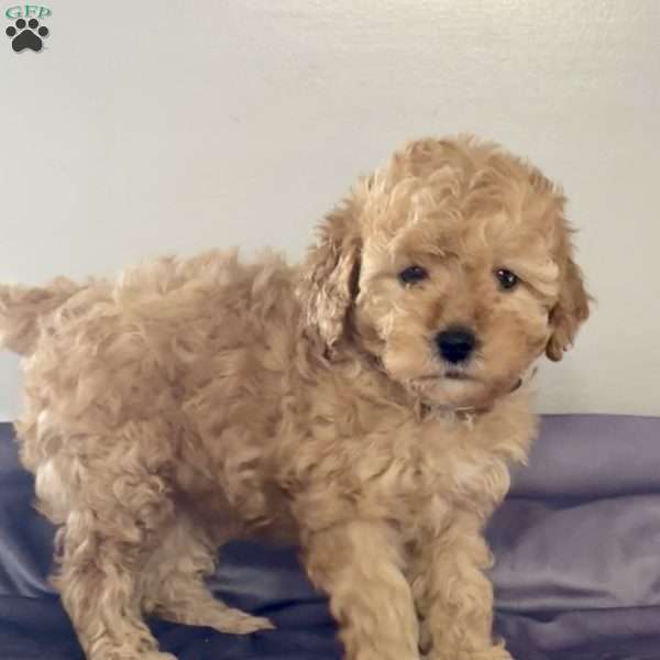 Trixie, Miniature Poodle Puppy